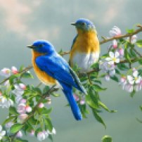 The most beautiful Birds in the World